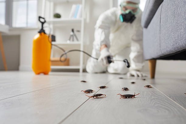 Post-Treatment Bed Bug Interceptor Monitoring in Pine Level